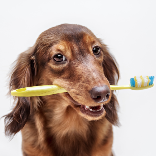 Dog with a Toothbrush