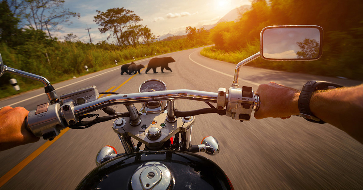 Riders view showing bears in front of motorcycle