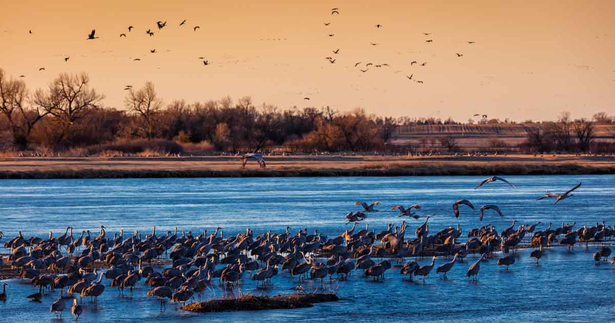 Sandhill Cranes in Grand Island Nebraska