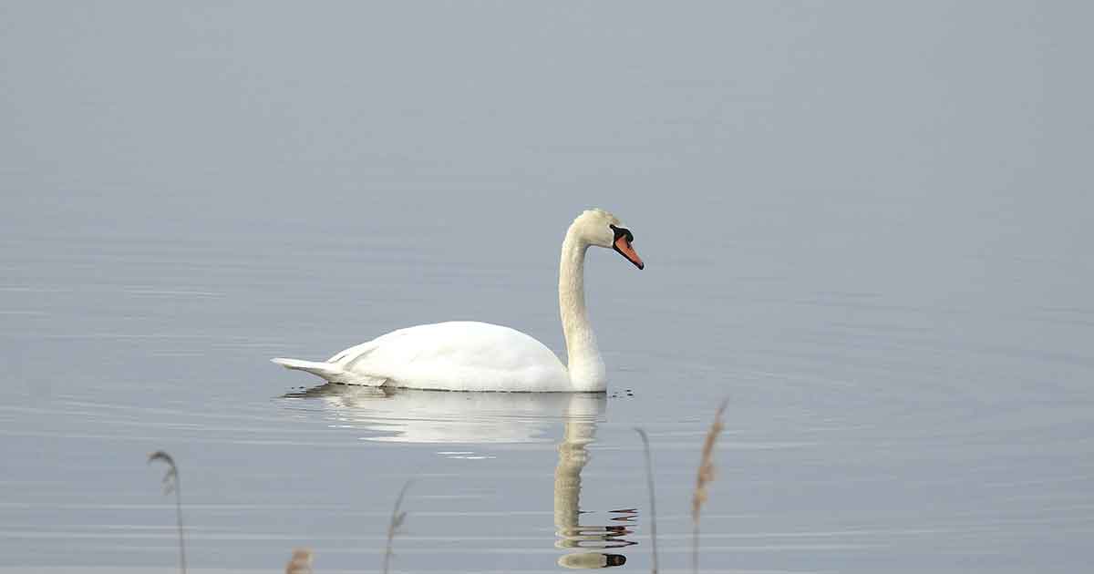 Swan in Smyrna, DE