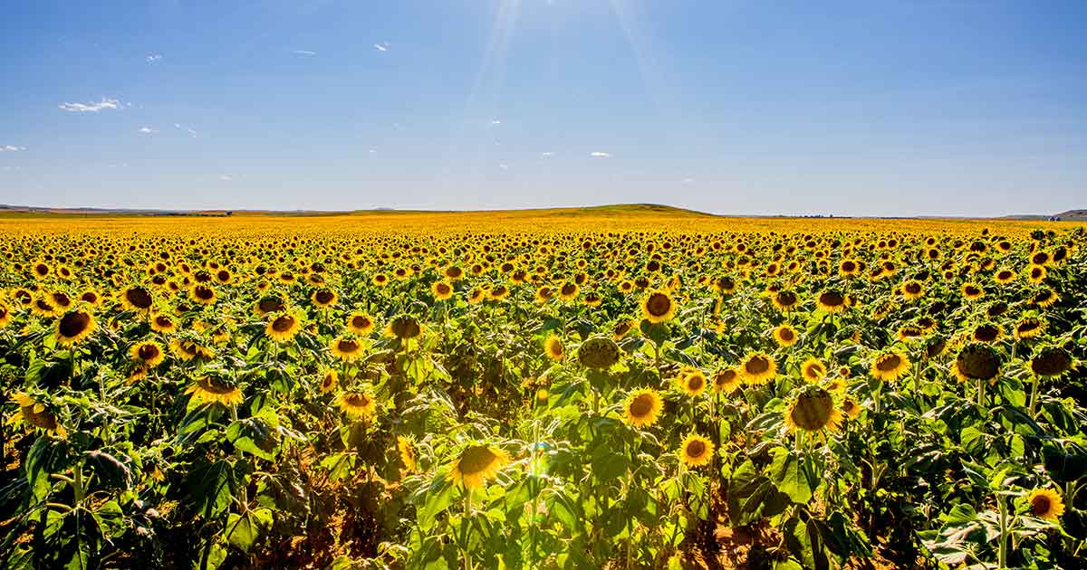Sunflowers in Dickinson, ND